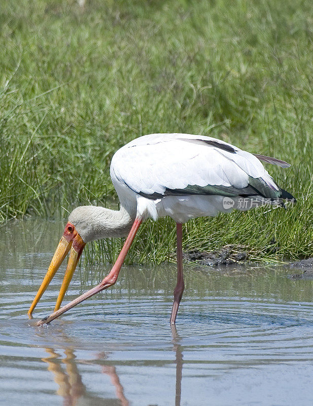 黄嘴鹳(朱鹭Mycteria ibis)，有时也被称为木鹳或木朱鹭，是一种大型非洲涉水鹳属的鸟科鸟类。